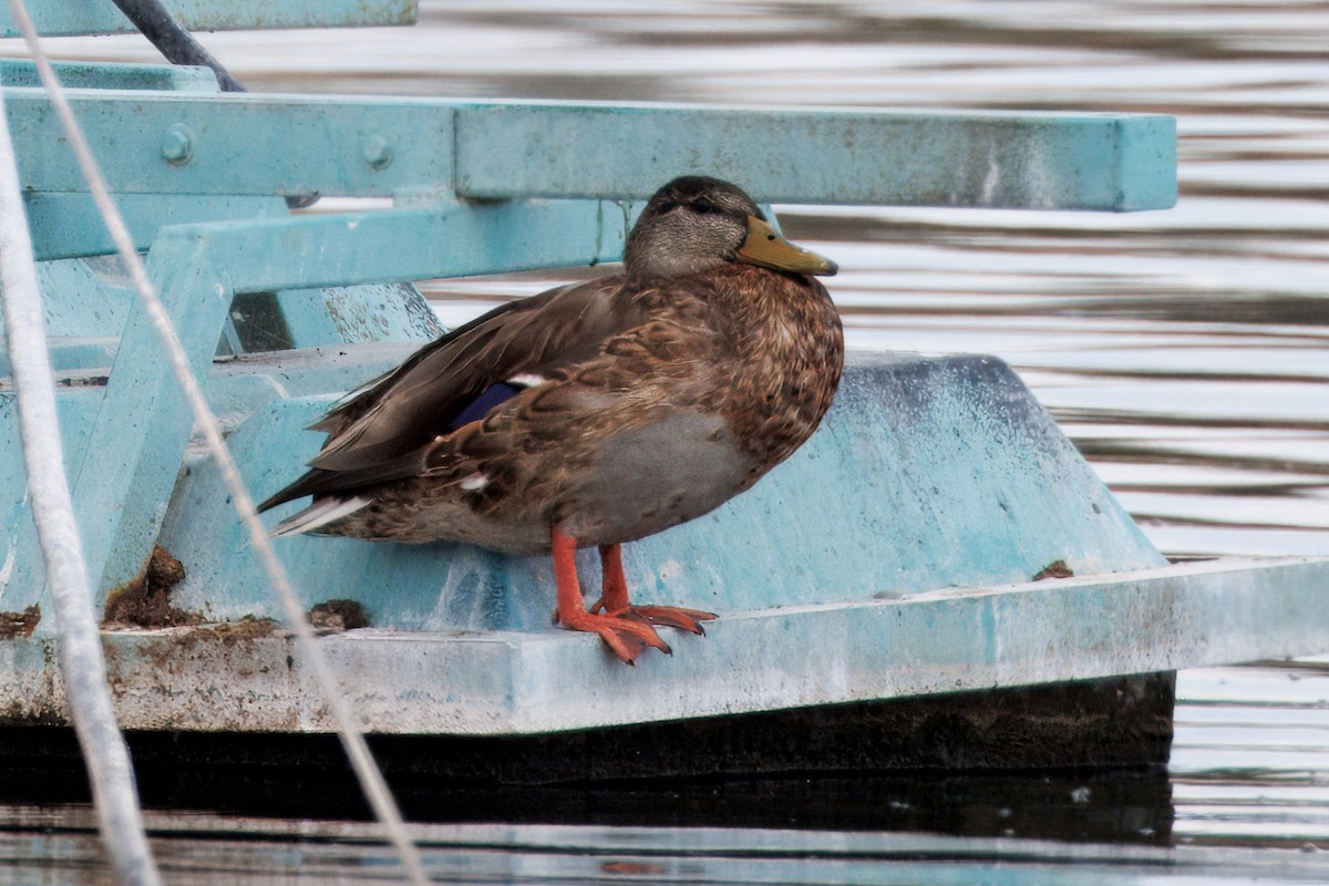 Germano reale - ML641197620