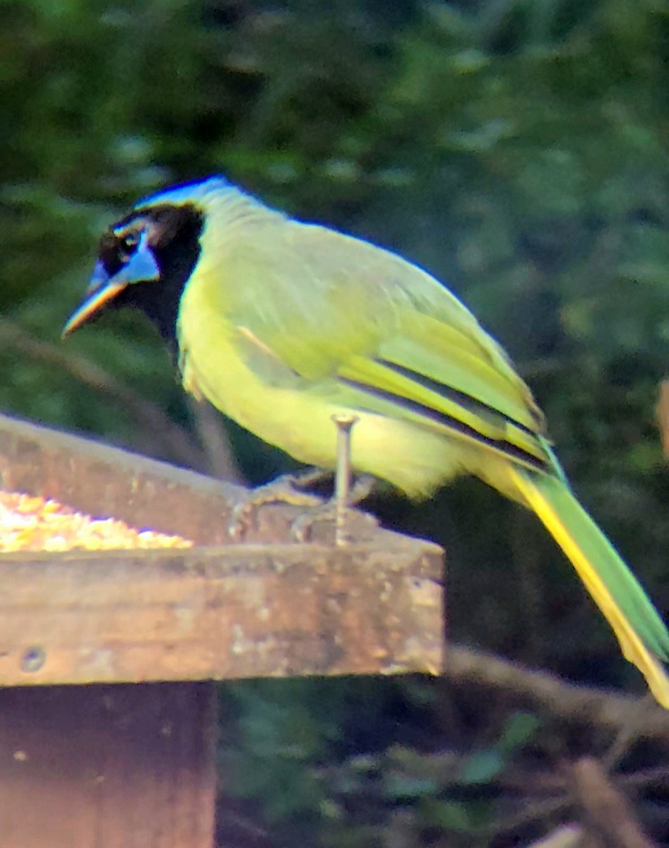 Green Jay - ML641197685