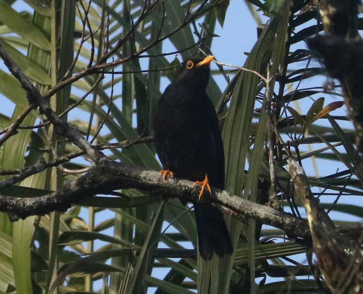 Yellow-legged Thrush - ML641197694