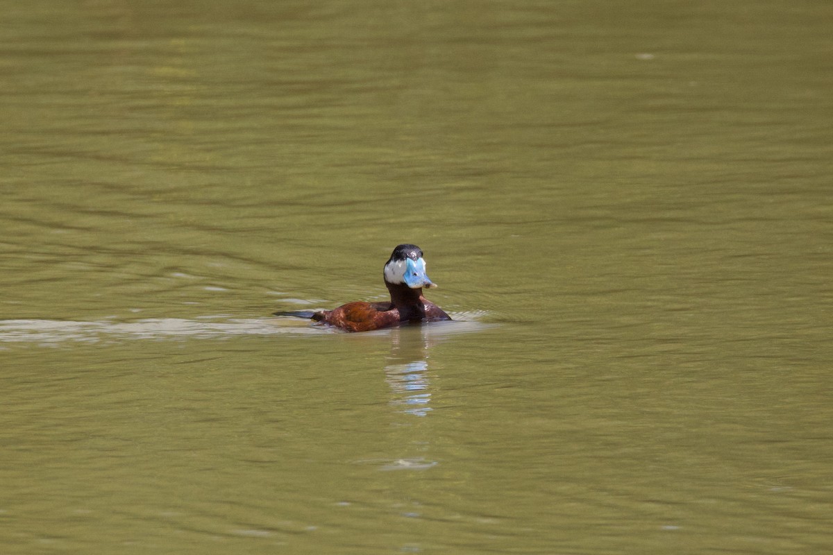 Ruddy Duck - ML641197708