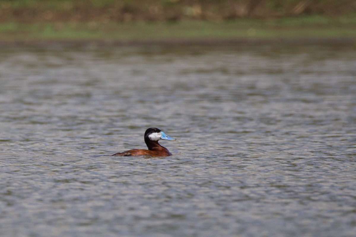 Ruddy Duck - ML641197715