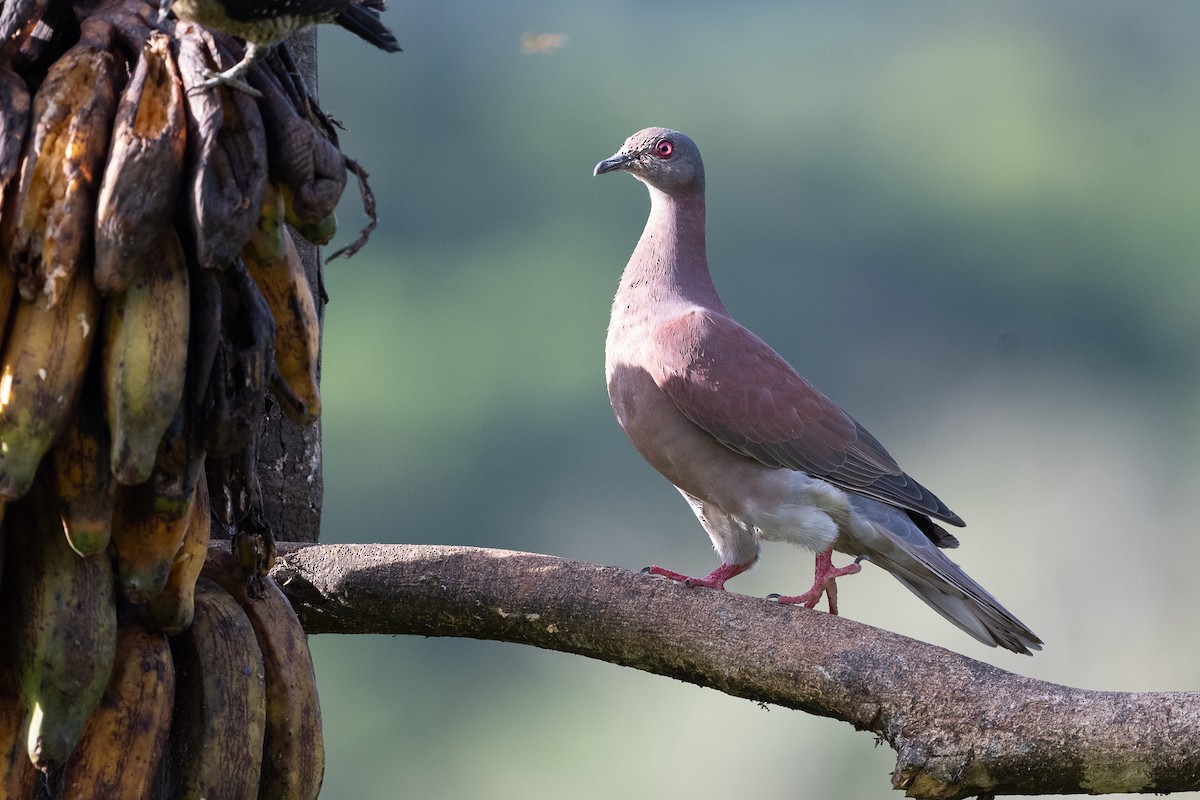 Pale-vented Pigeon - ML641197743