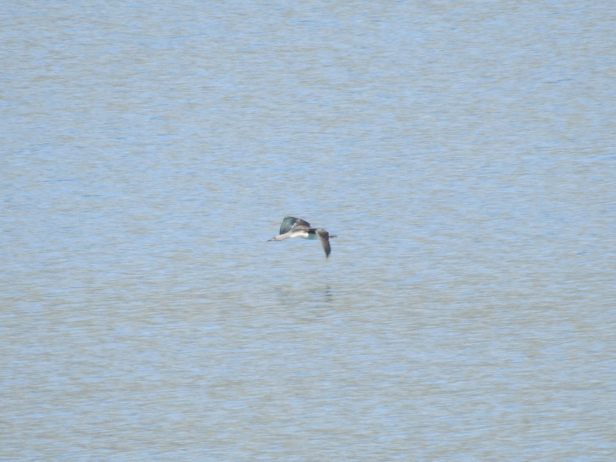 Red-throated Loon - ML641197758