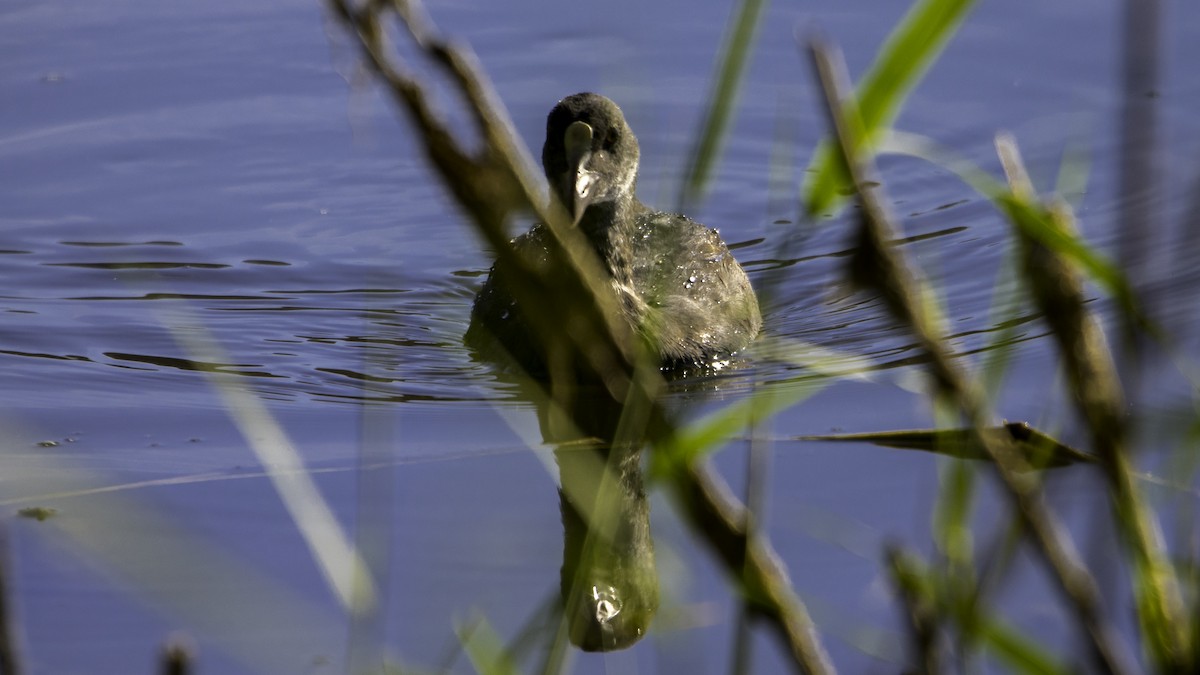 Eurasian Coot - ML641197764