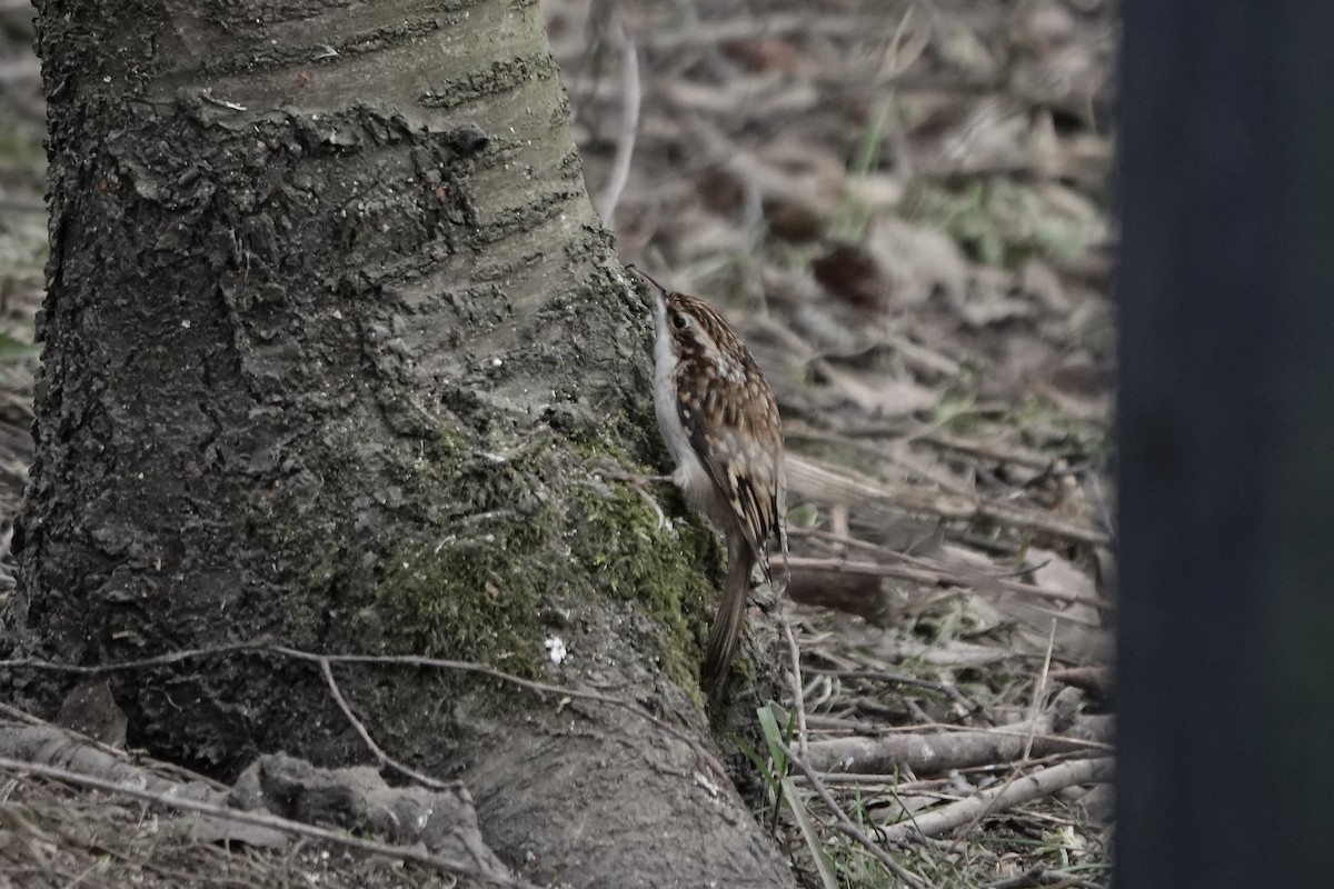 Eurasian Treecreeper - ML641197765