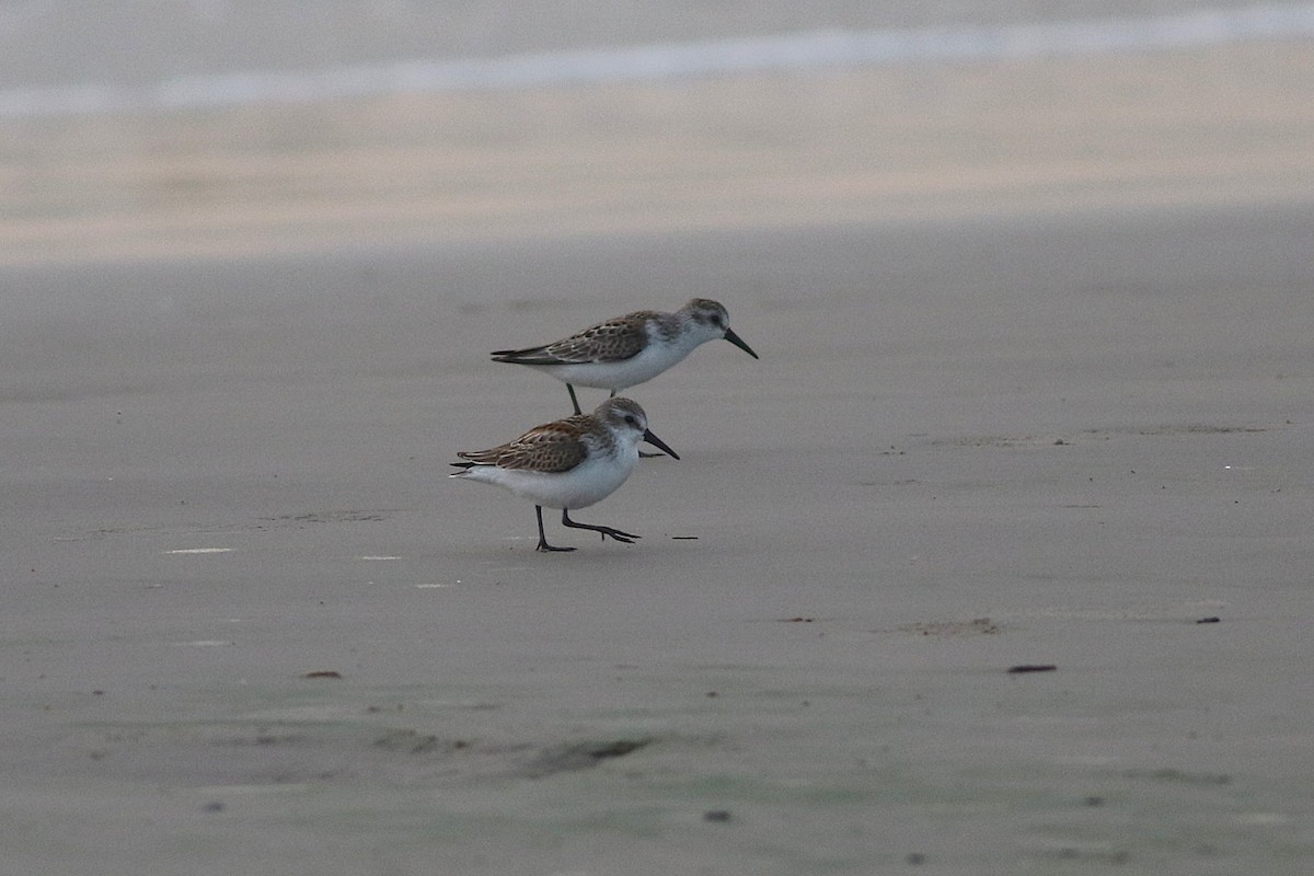 Western Sandpiper - ML641197766