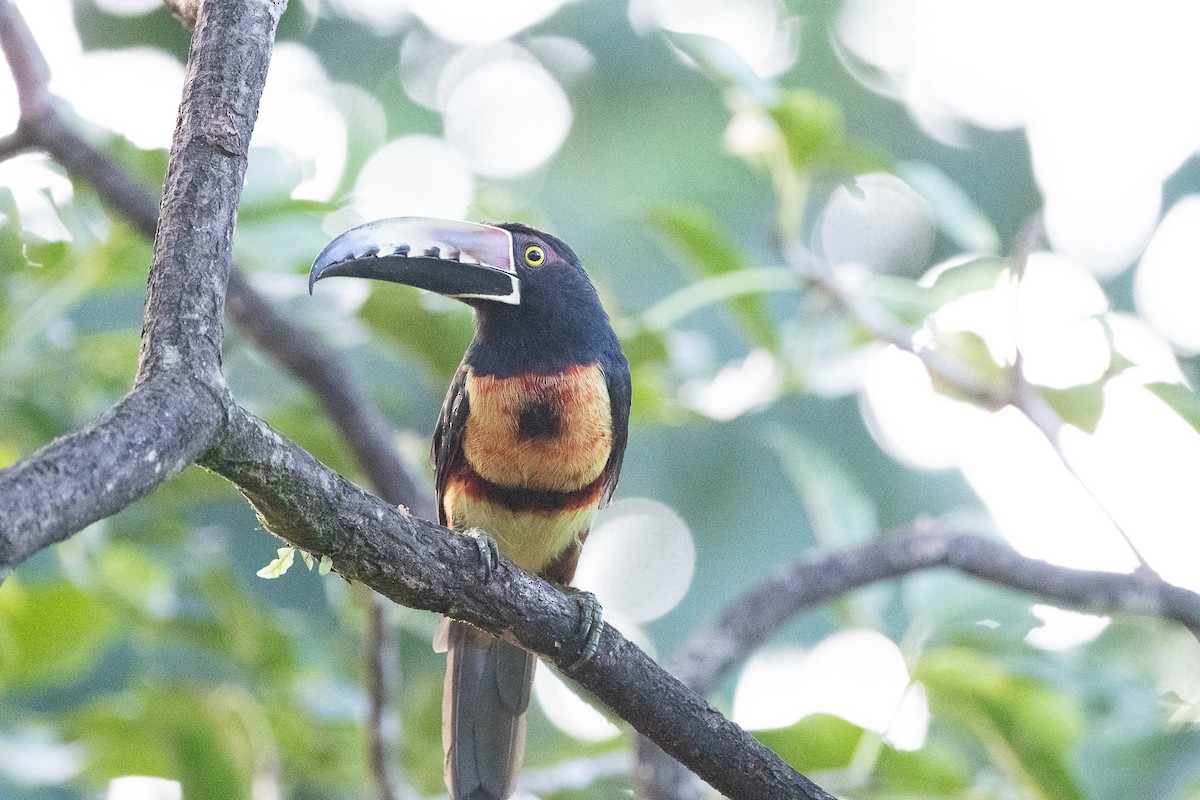 Collared Aracari - ML641197767