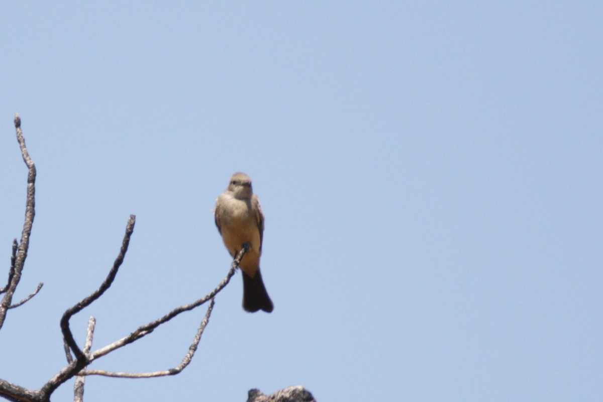 Say's Phoebe - ML641197768