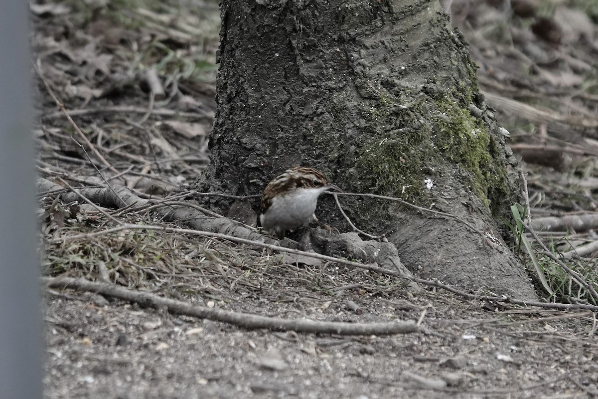 Eurasian Treecreeper - ML641197769