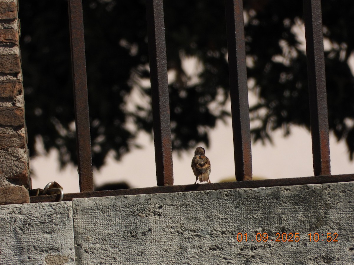 Italian Sparrow - ML641197775