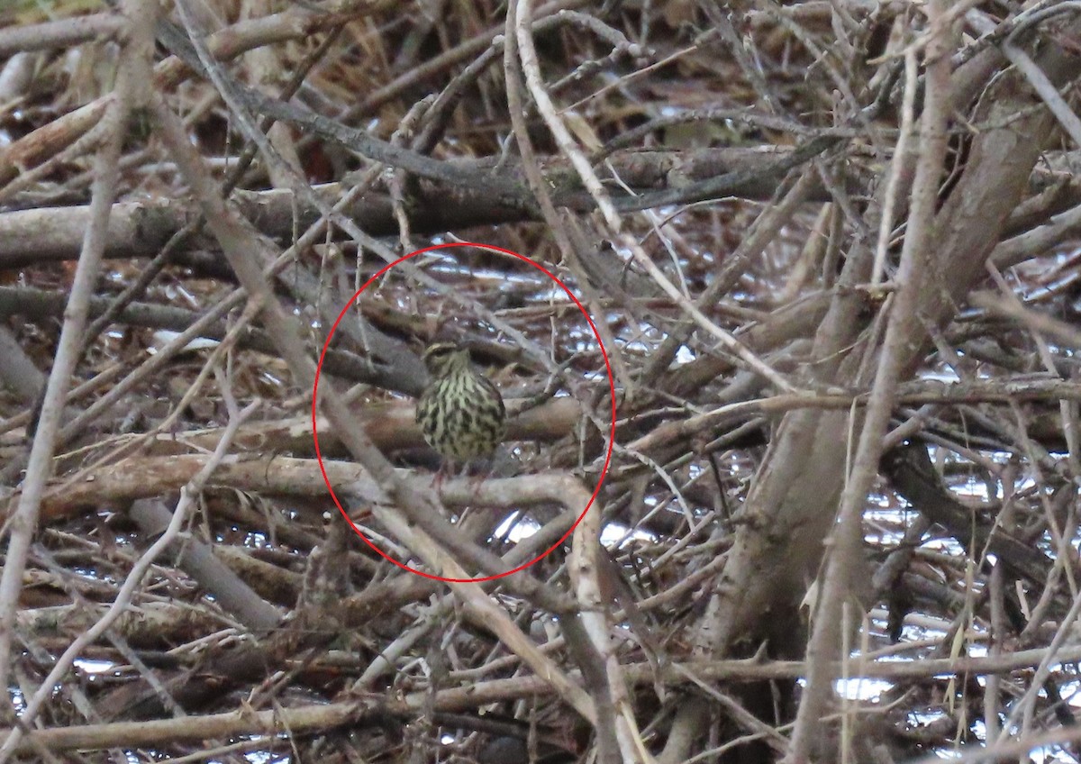 Northern Waterthrush - ML641197783