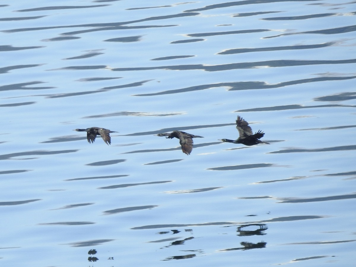 Pelagic Cormorant - ML641197784
