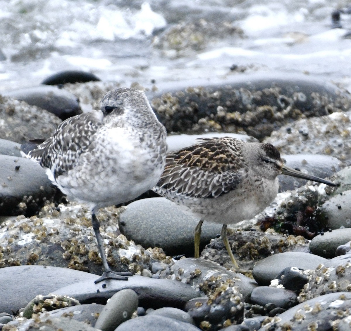 Short-billed Dowitcher - ML641197785