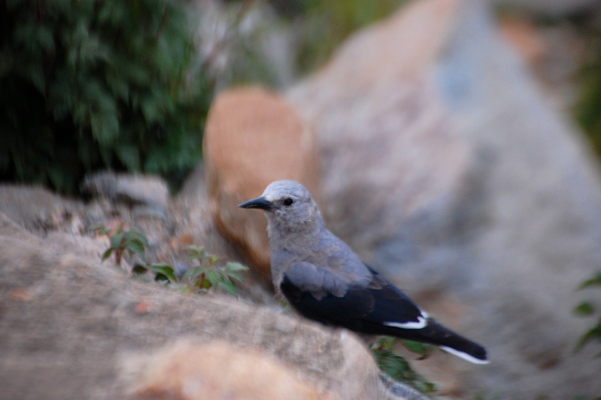 Clark's Nutcracker - ML641197787