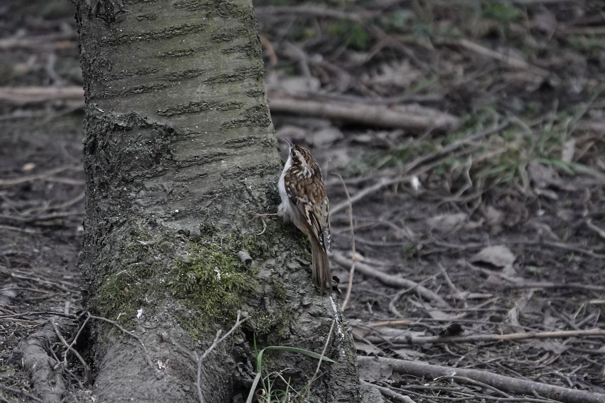 Eurasian Treecreeper - ML641197788