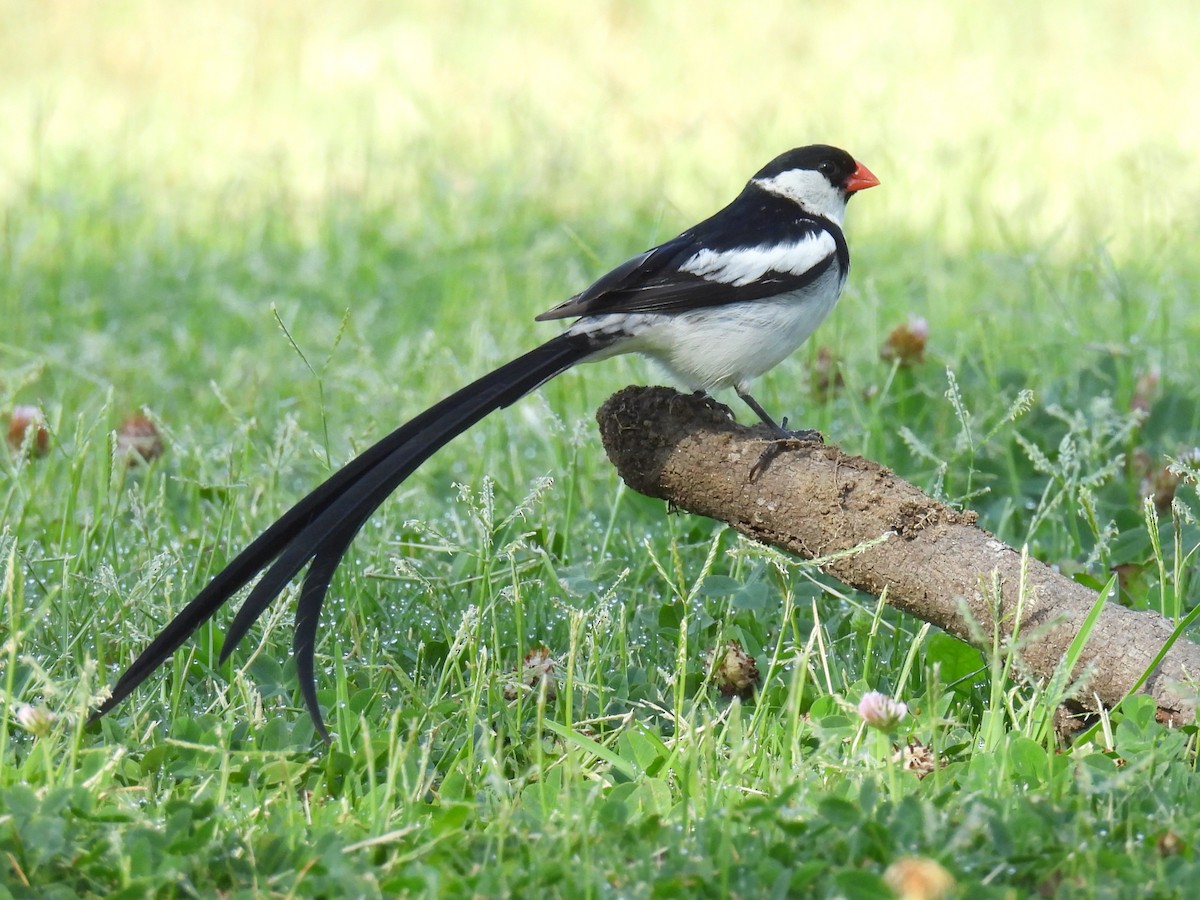Pin-tailed Whydah - ML641197790