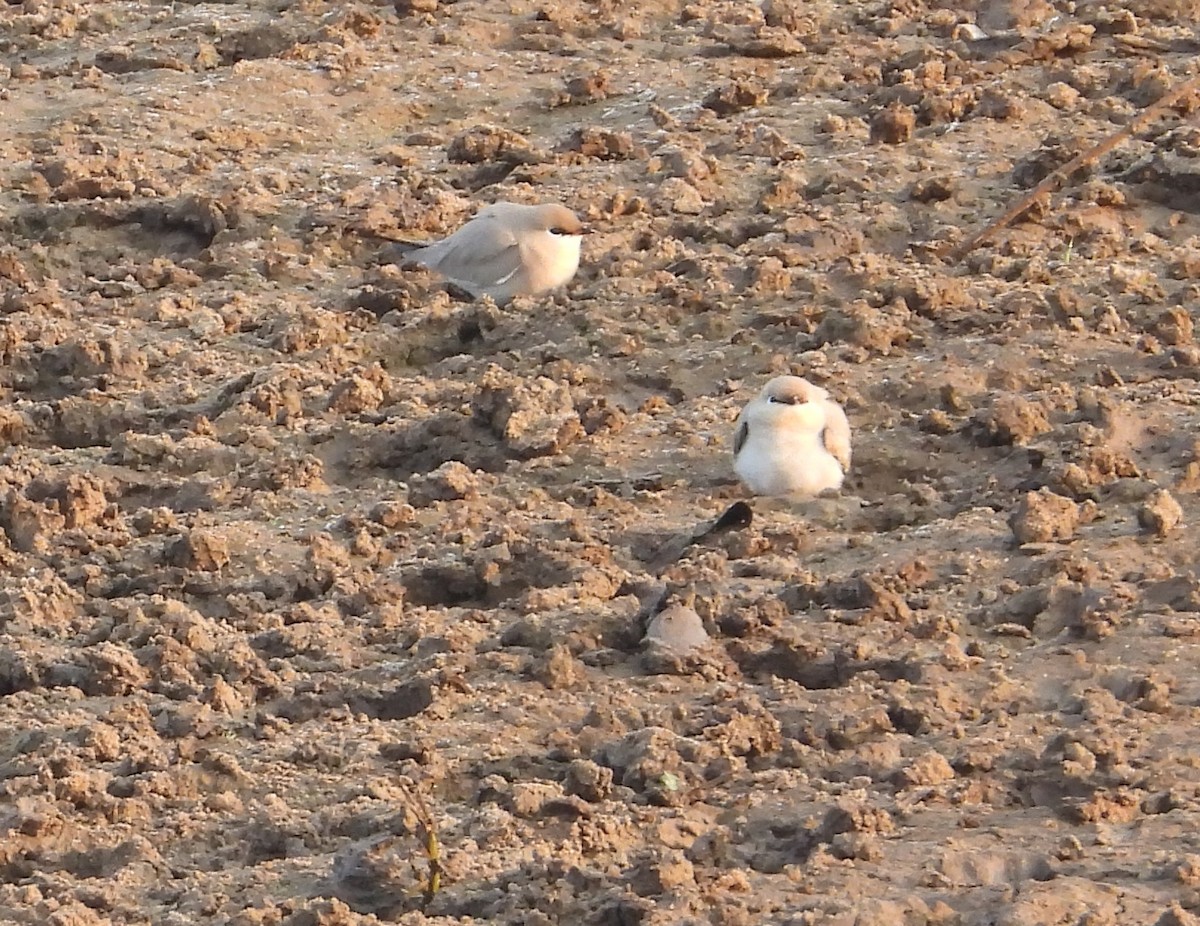 Small Pratincole - ML641197797