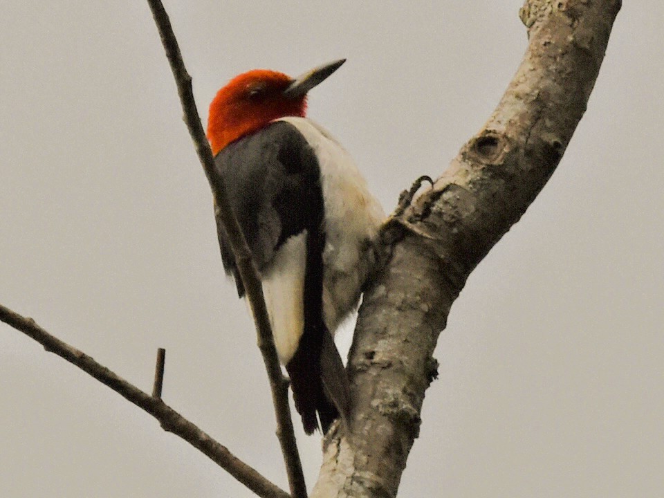Red-headed Woodpecker - ML641197799