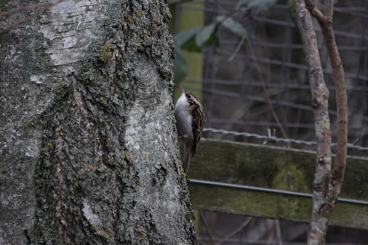 Eurasian Treecreeper - ML641197800