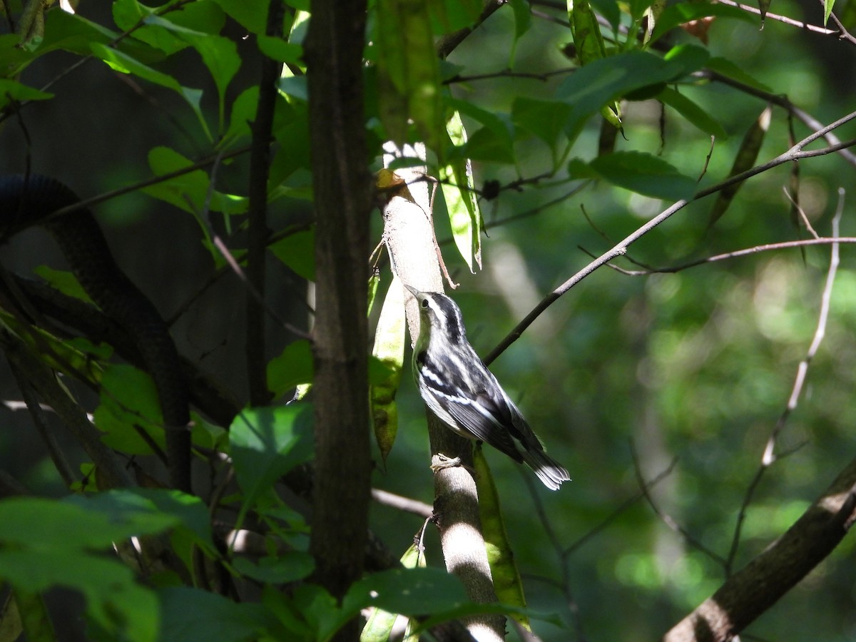 Black-and-white Warbler - ML641197802