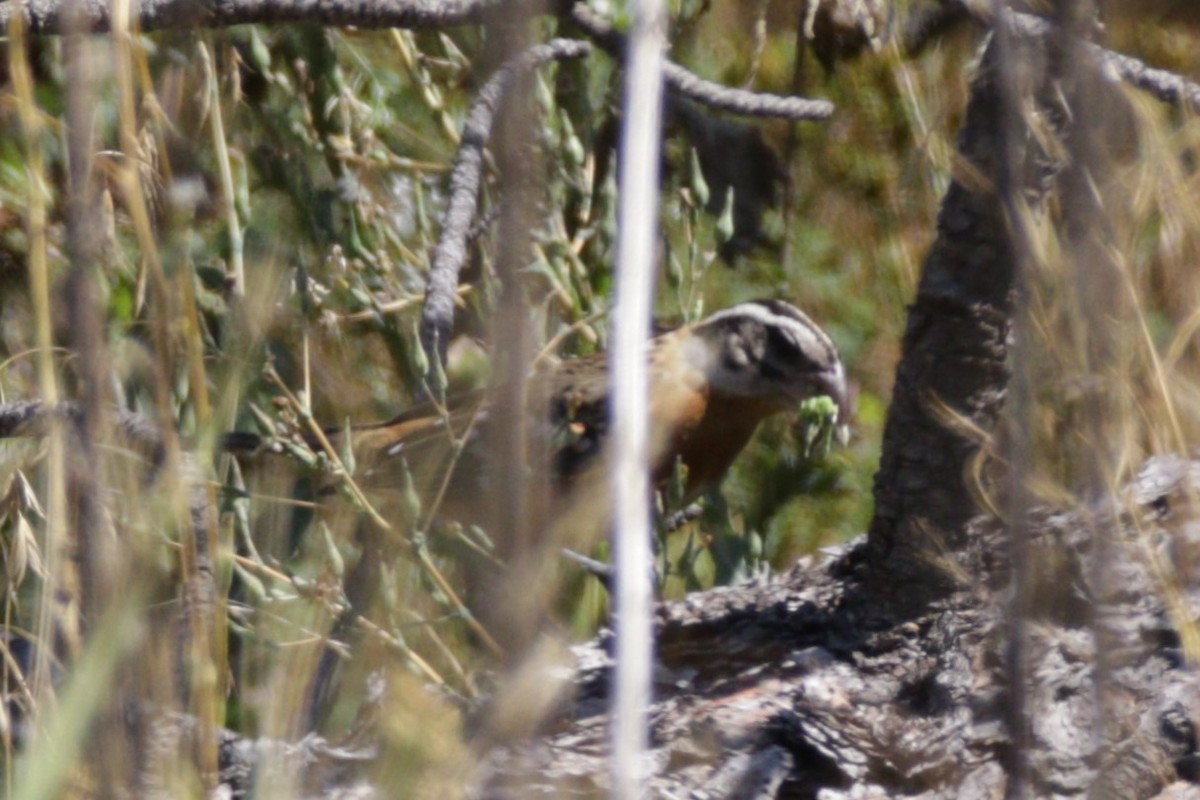 Black-headed Grosbeak - ML641197803