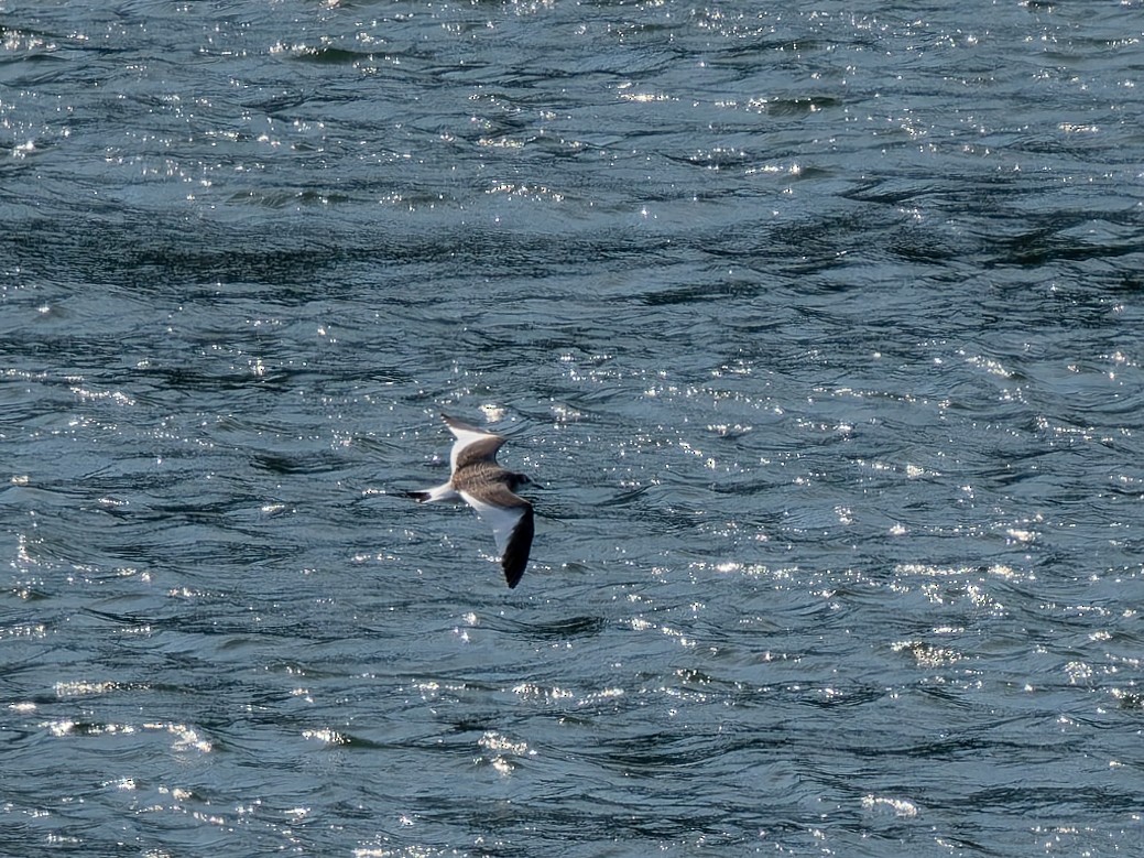 Sabine's Gull - ML641197804
