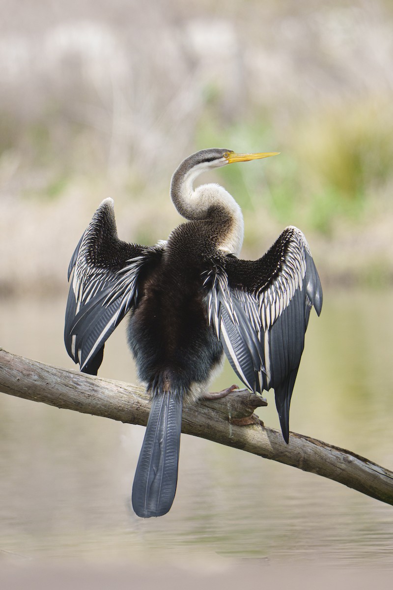 Australasian Darter - ML641197807