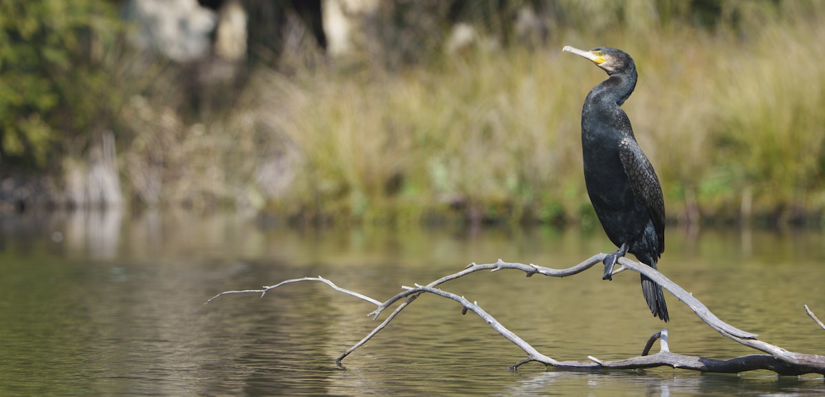 Great Cormorant - ML641197813