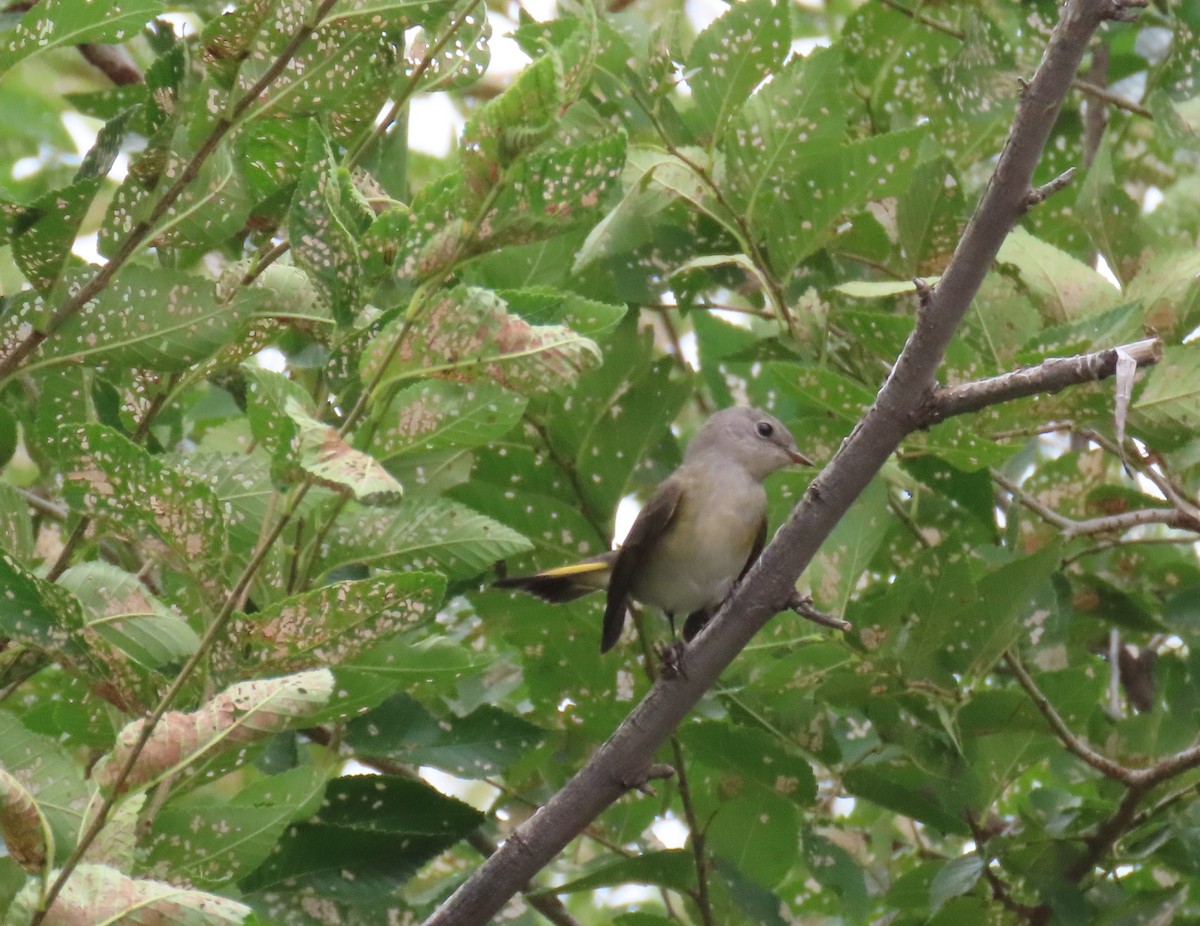 American Redstart - ML641197820