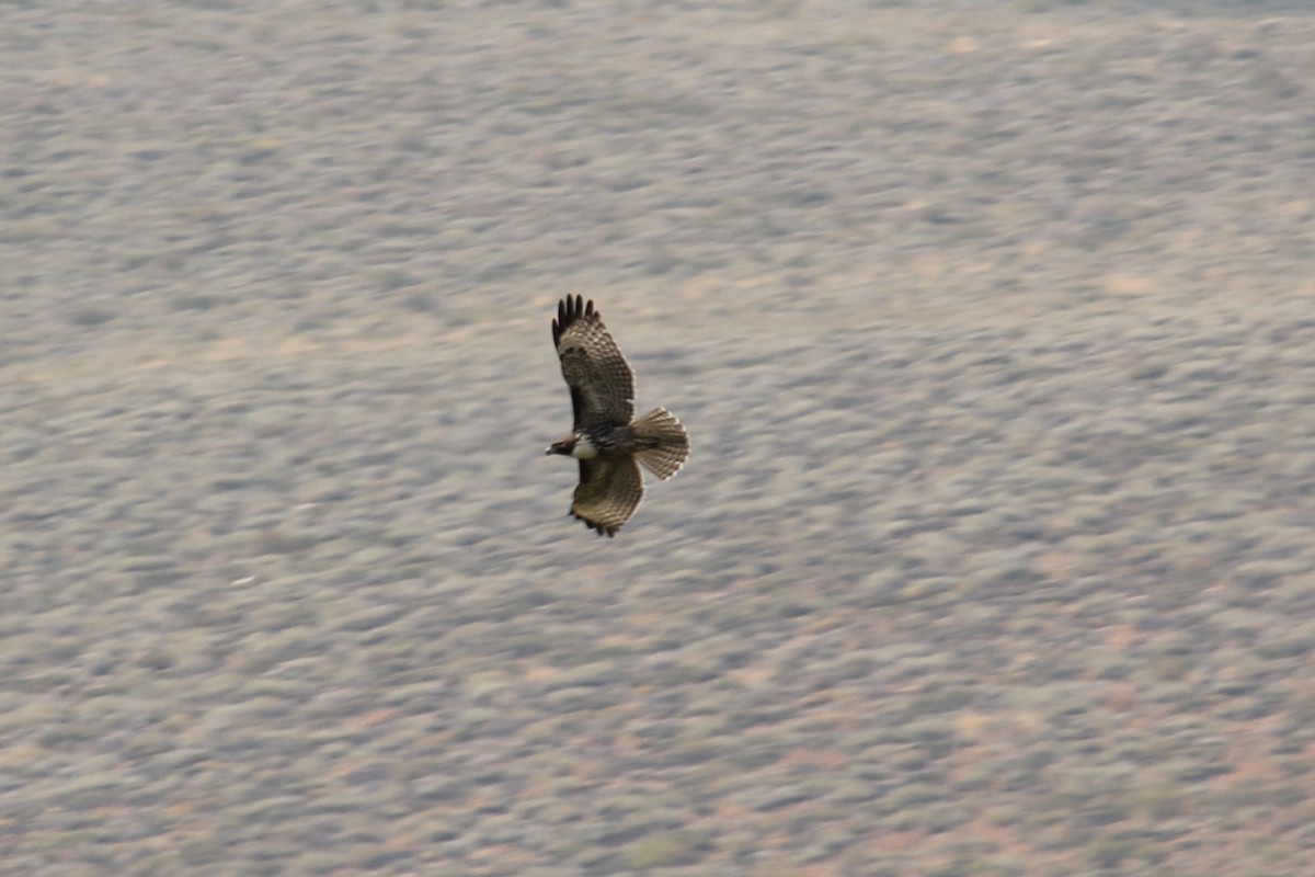 Red-tailed Hawk - ML641197821