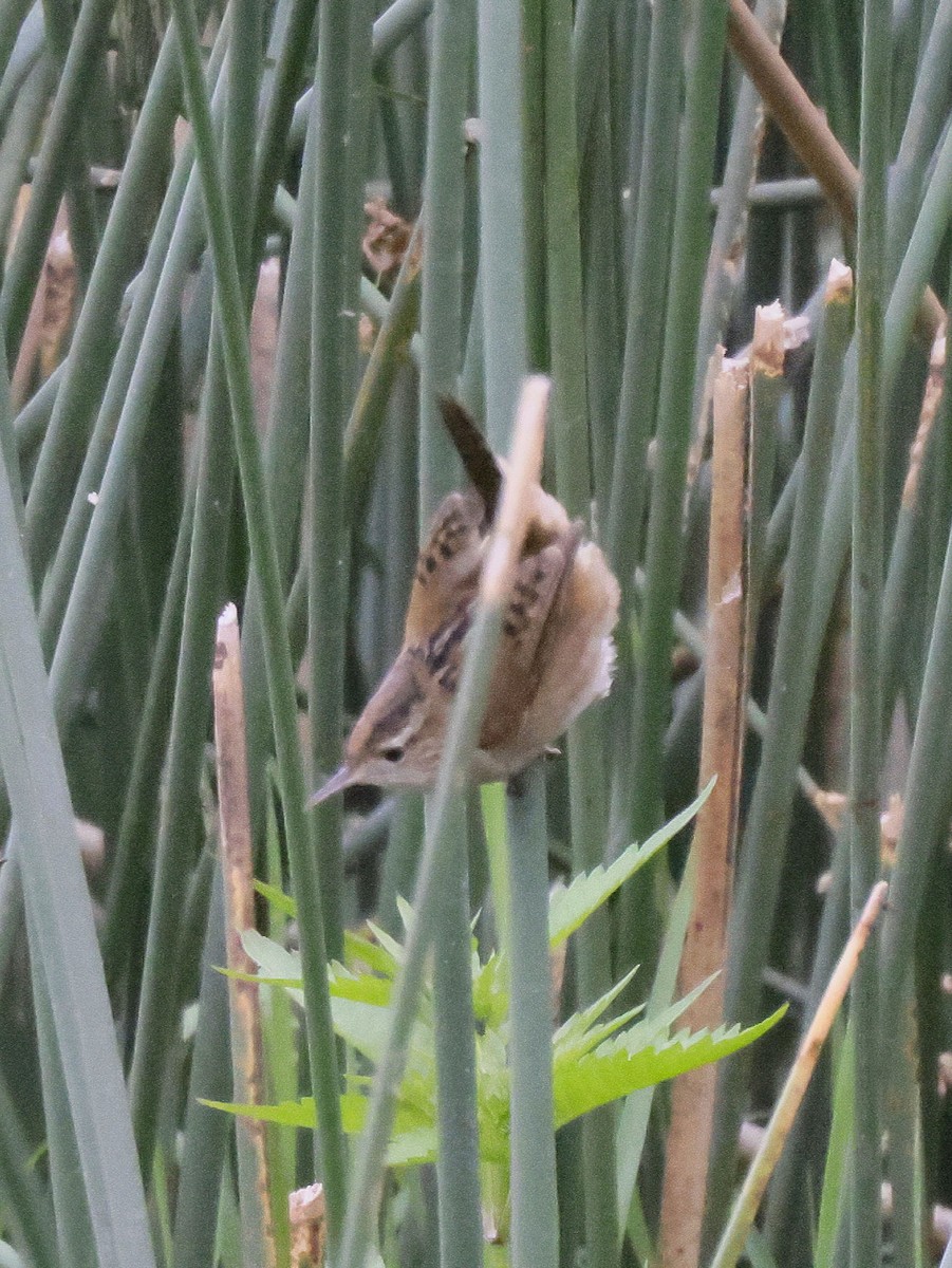 Marsh Wren - ML641197826