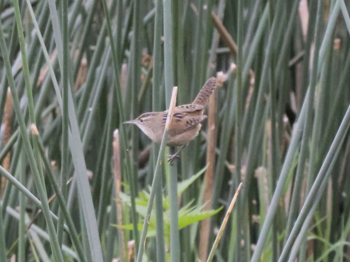 Marsh Wren - ML641197827