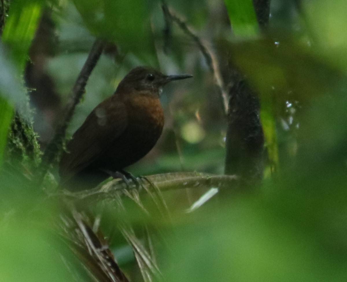 Rufous-breasted Leaftosser - ML641197833