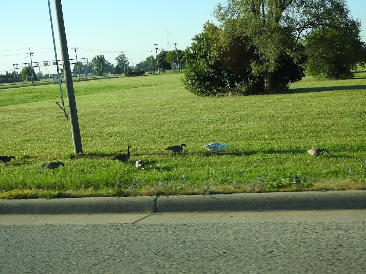 Graylag Goose (Domestic type) - ML641197845