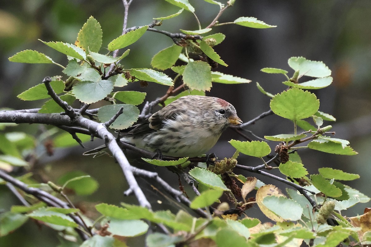 Redpoll (rostrata/islandica) - ML641197873
