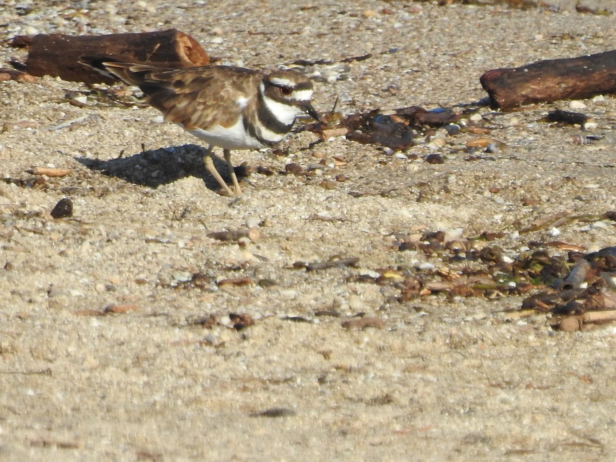 Killdeer - ML641197913
