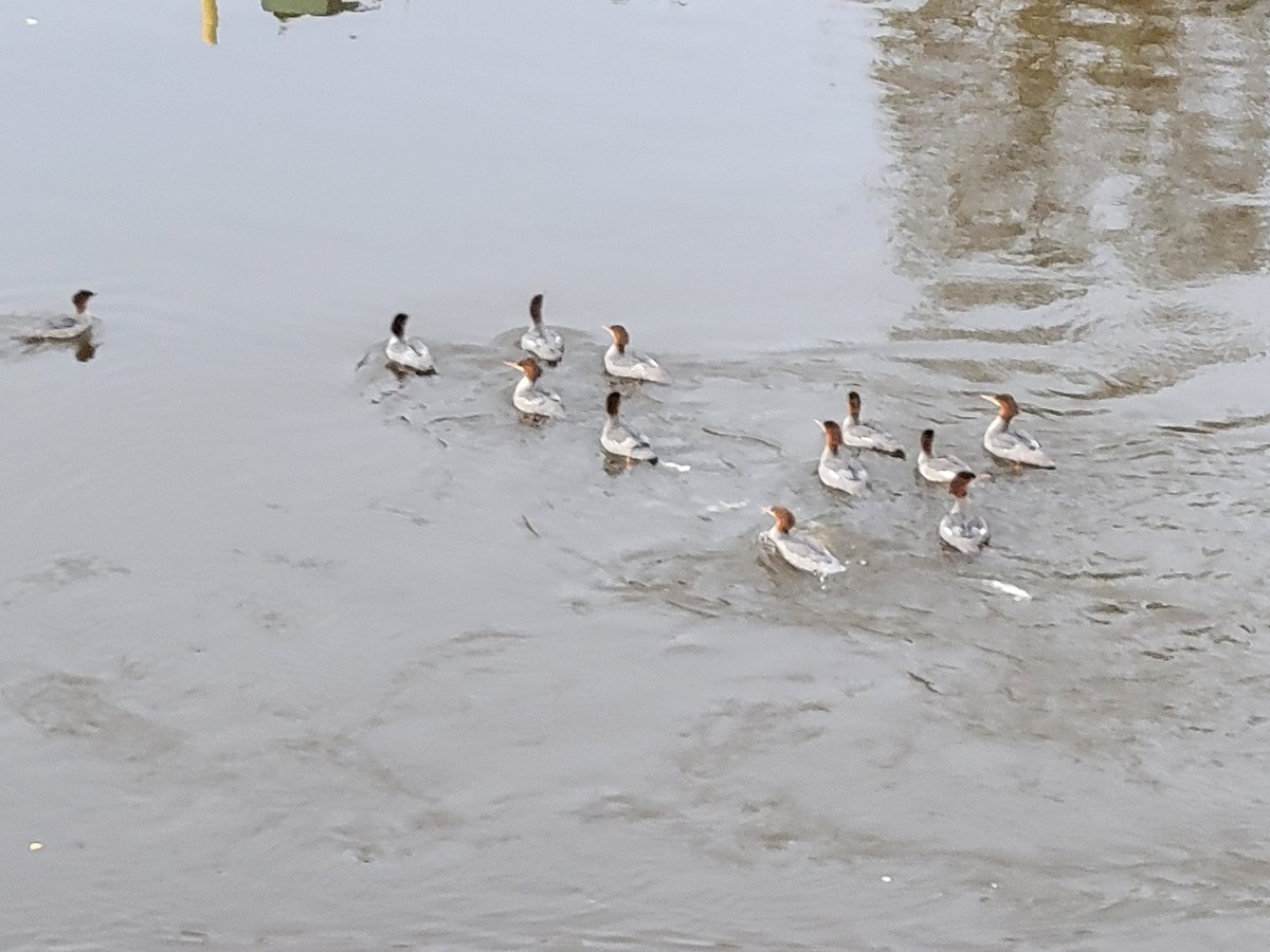 Common Merganser - ML641197925