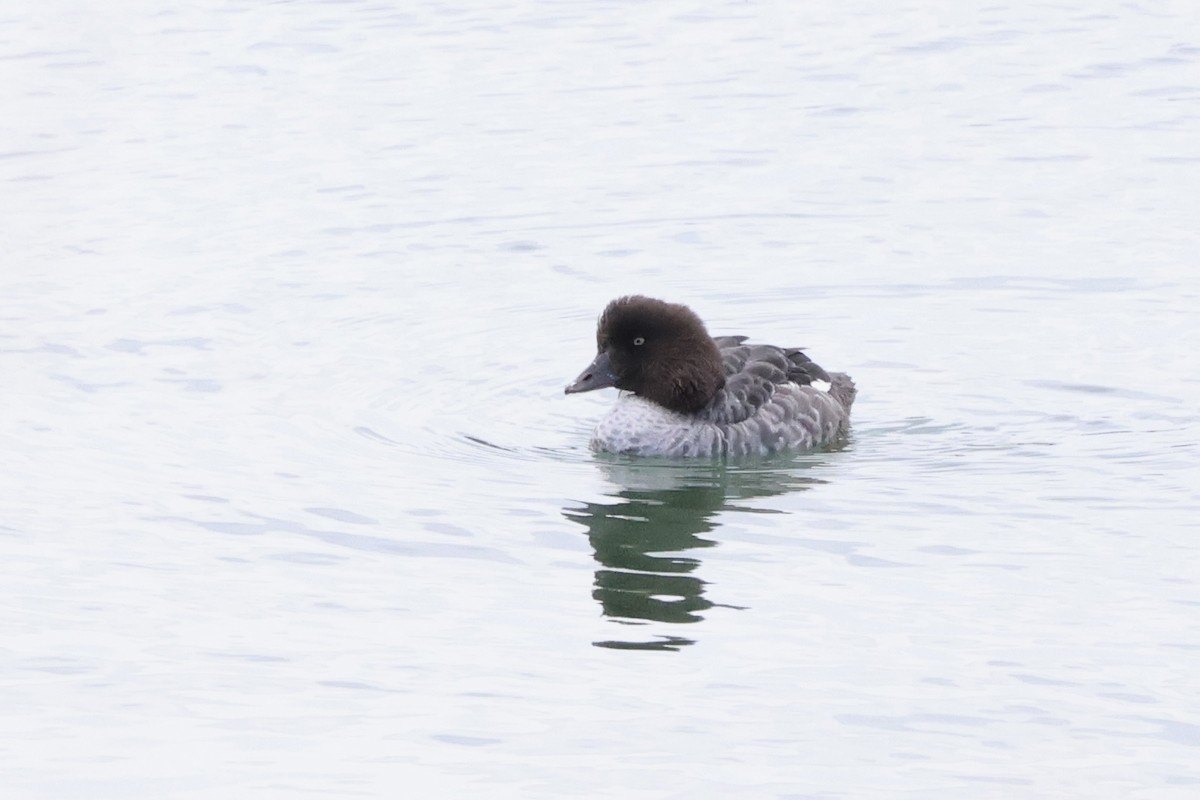 Barrow's Goldeneye - ML641197943