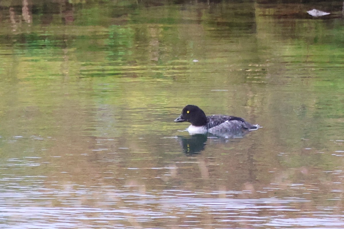 Barrow's Goldeneye - ML641197944