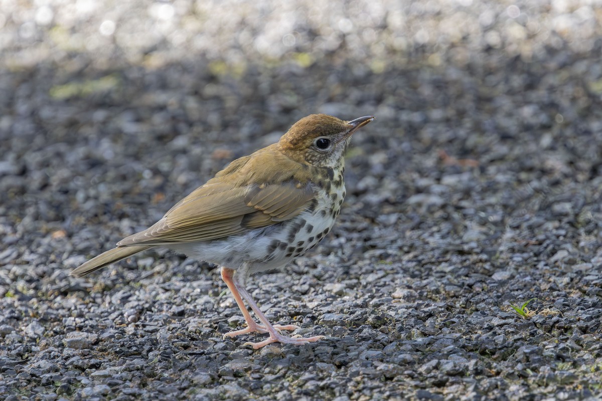 Wood Thrush - ML641197958
