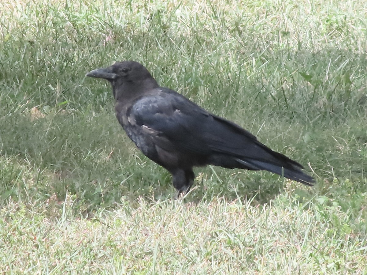 American Crow - ML641197966