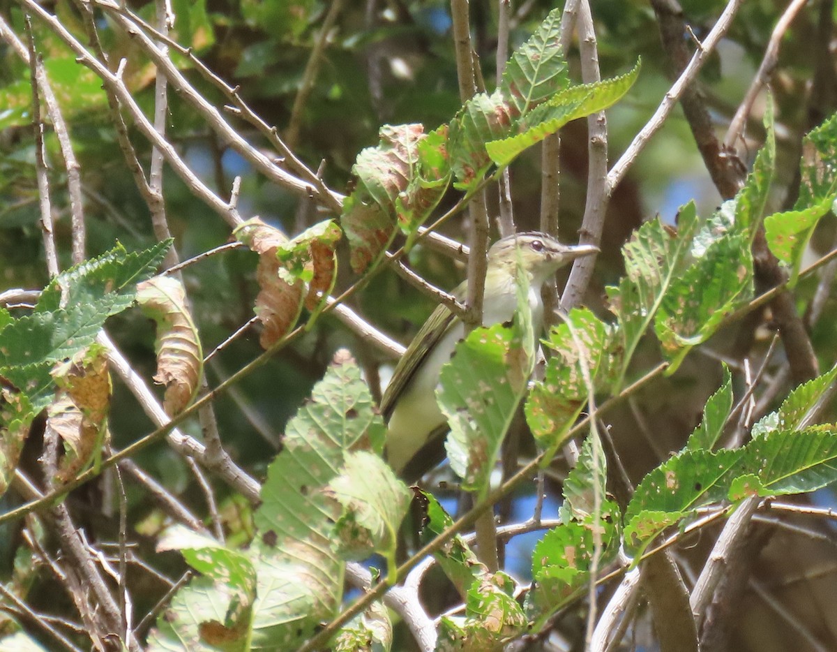 Red-eyed Vireo - ML641197969
