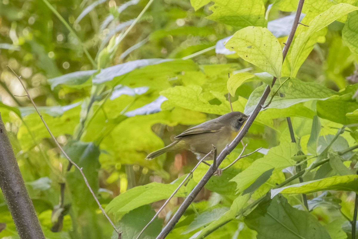 Common Yellowthroat - ML641197971