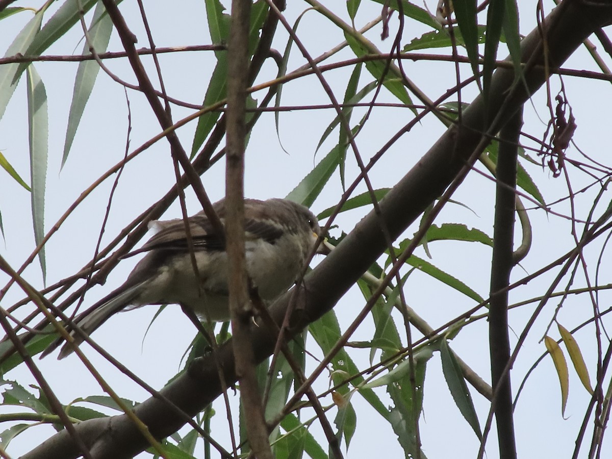 Northern Mockingbird - ML641198039