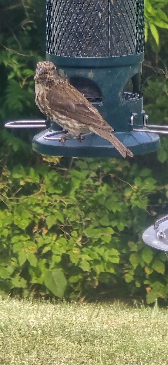 Purple Finch - ML641198049