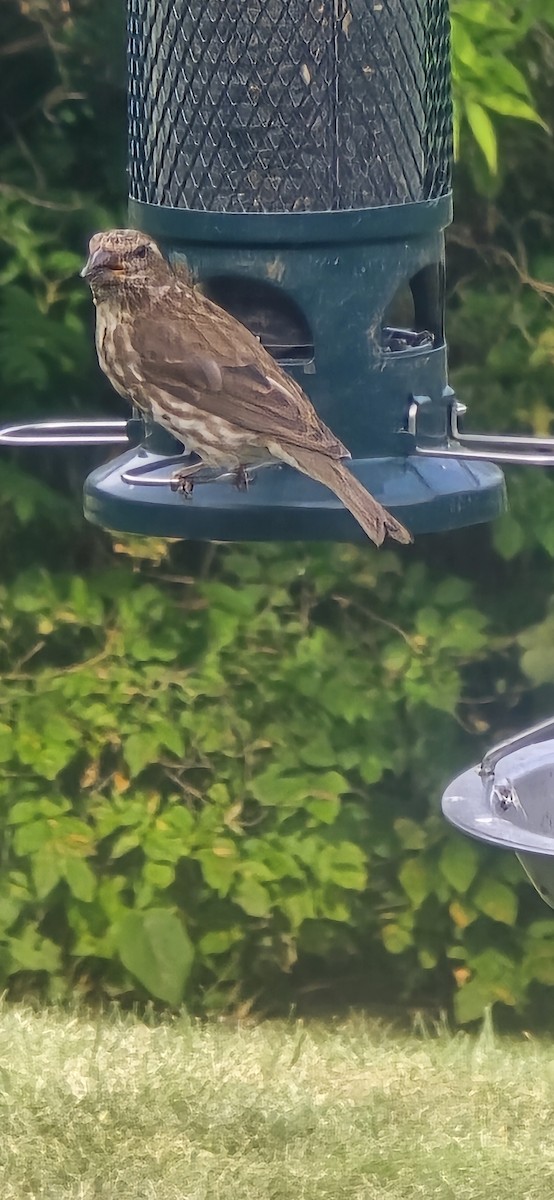 Purple Finch - ML641198050