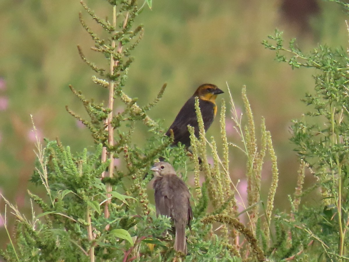 Yellow-headed Blackbird - ML641198074