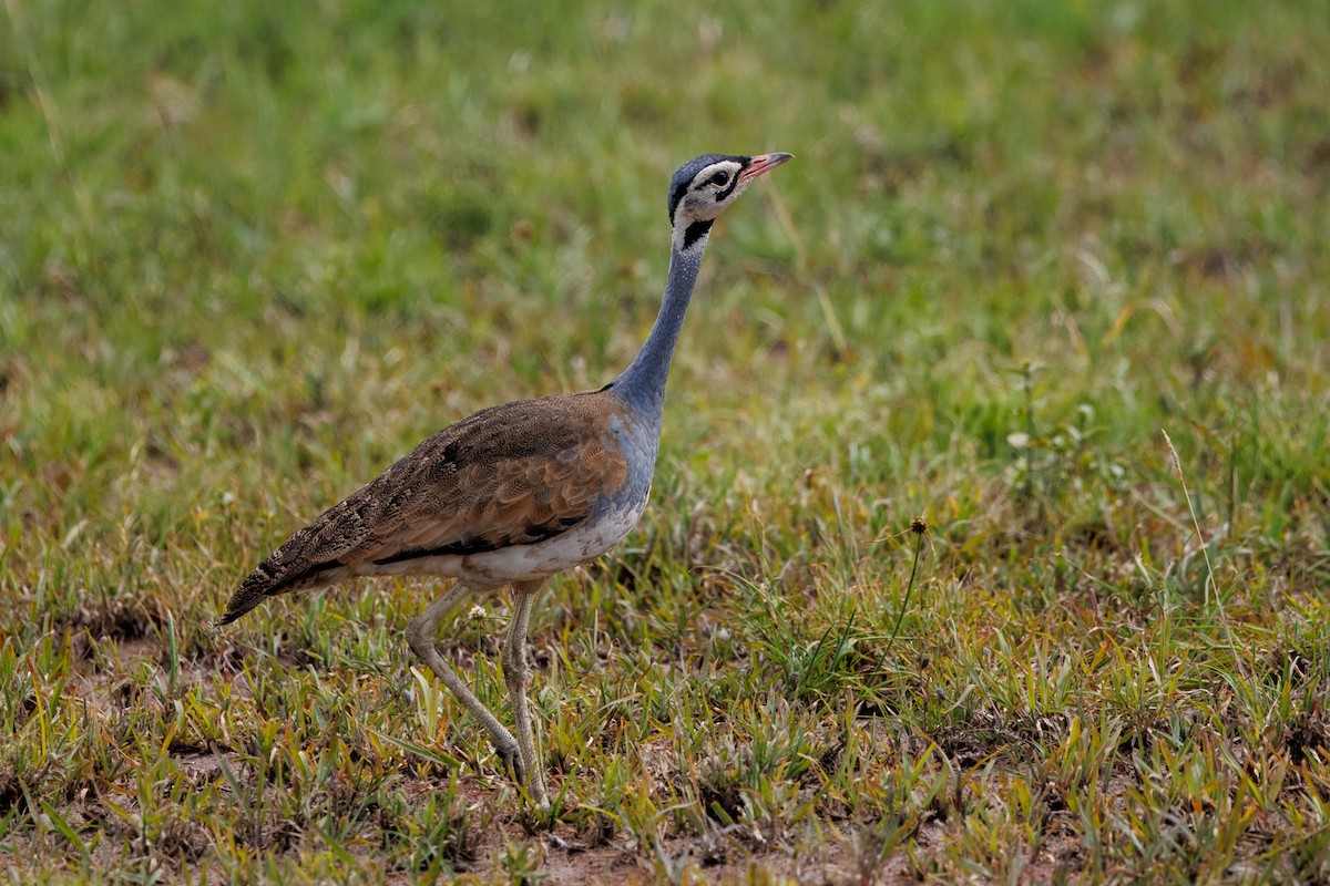White-bellied Bustard - ML641198107