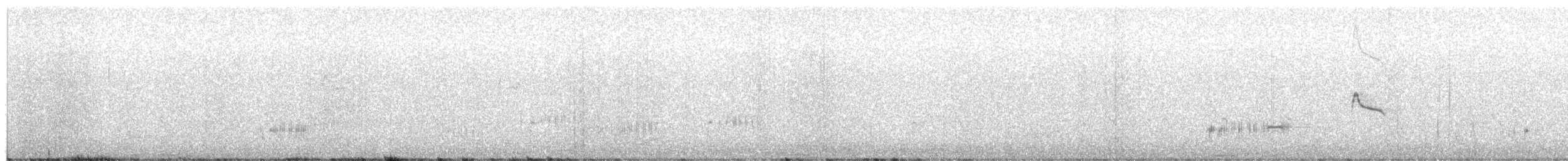 Western/Clark's Grebe - ML641198209