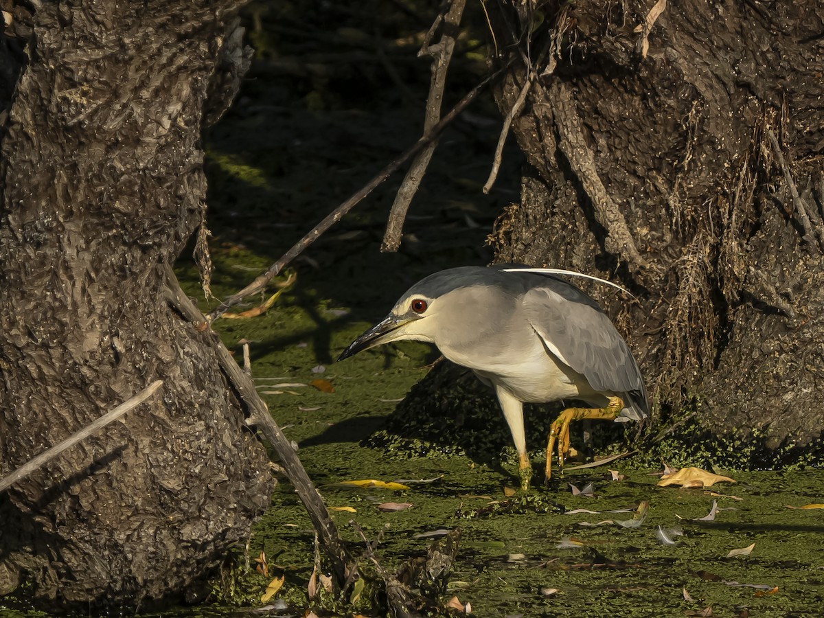 Black-crowned Night Heron - ML641198233
